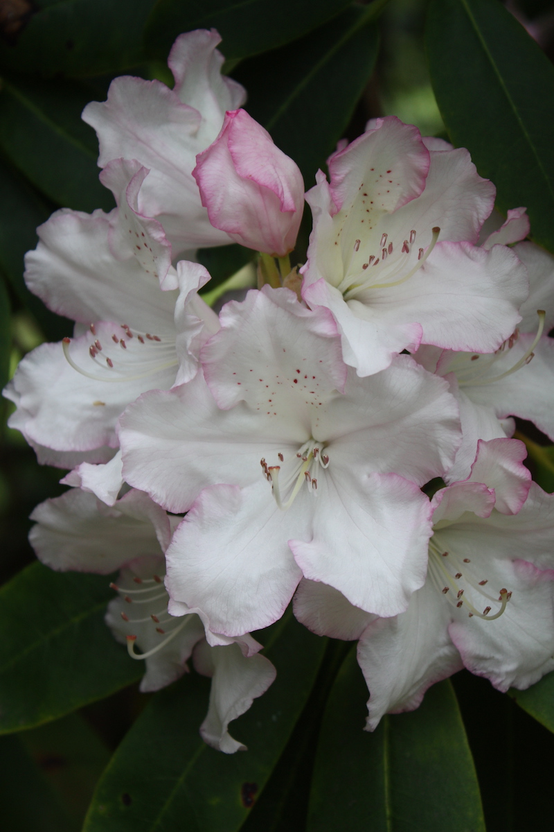 Loders White